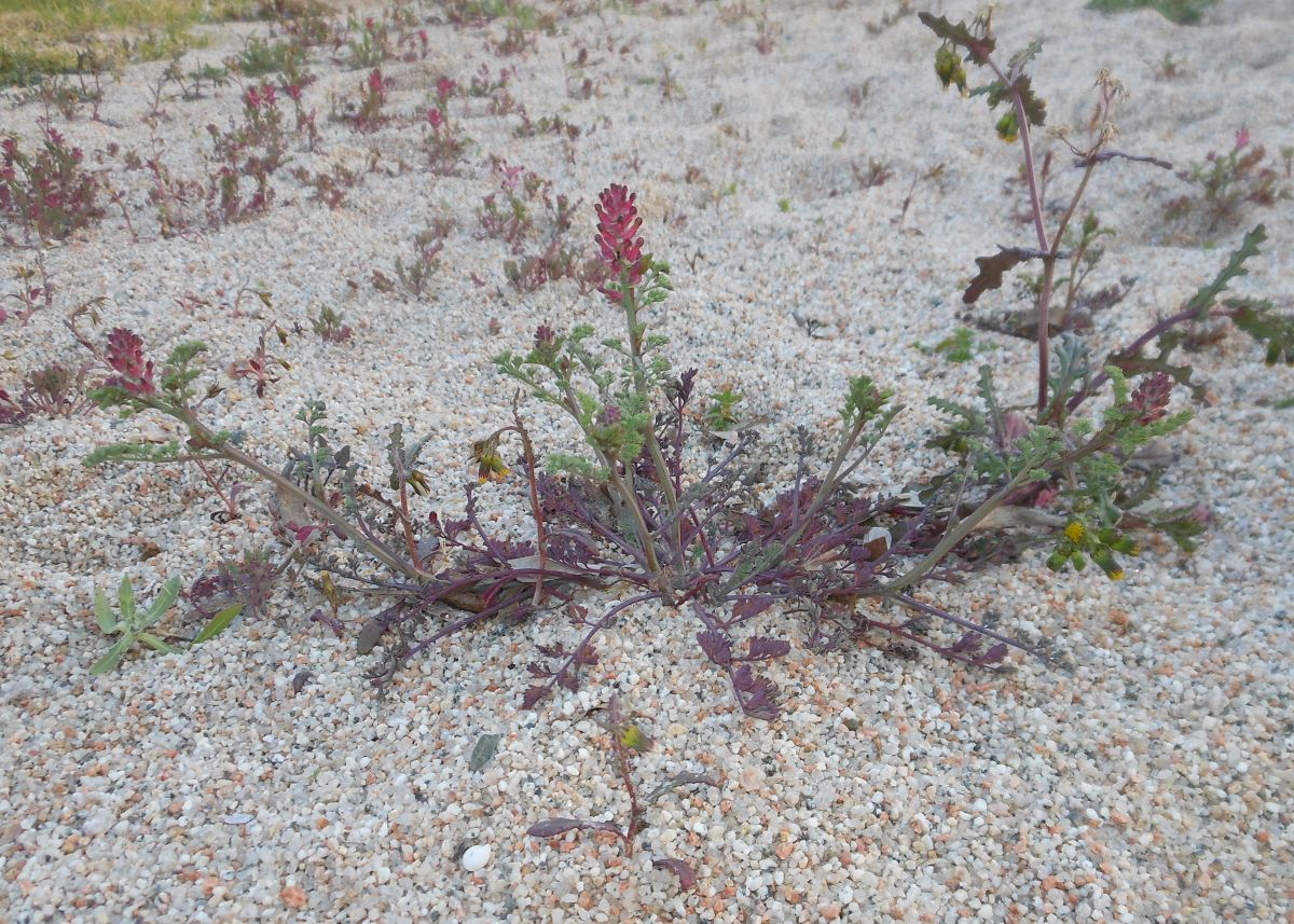 Fumaria densiflora DC./Fumaria a fiori densi